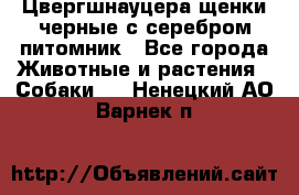 Цвергшнауцера щенки черные с серебром питомник - Все города Животные и растения » Собаки   . Ненецкий АО,Варнек п.